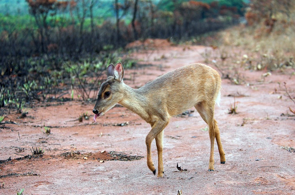 Pampas Deer03-01.jpg - Pampas deer  (Ozotoceros bezoarticus), Emas N.P. Brazil 2005